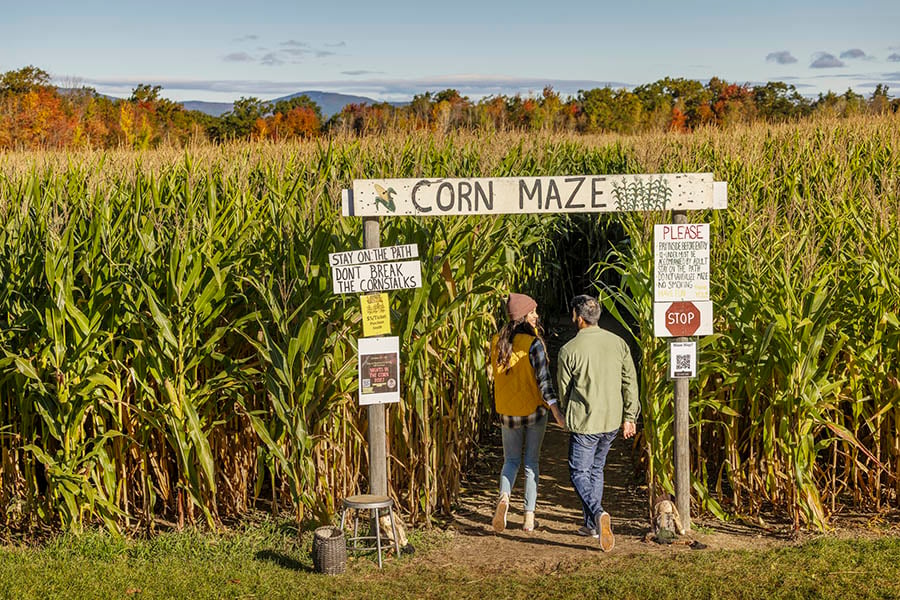 Corn Maze & Apple Harvest Festival 1