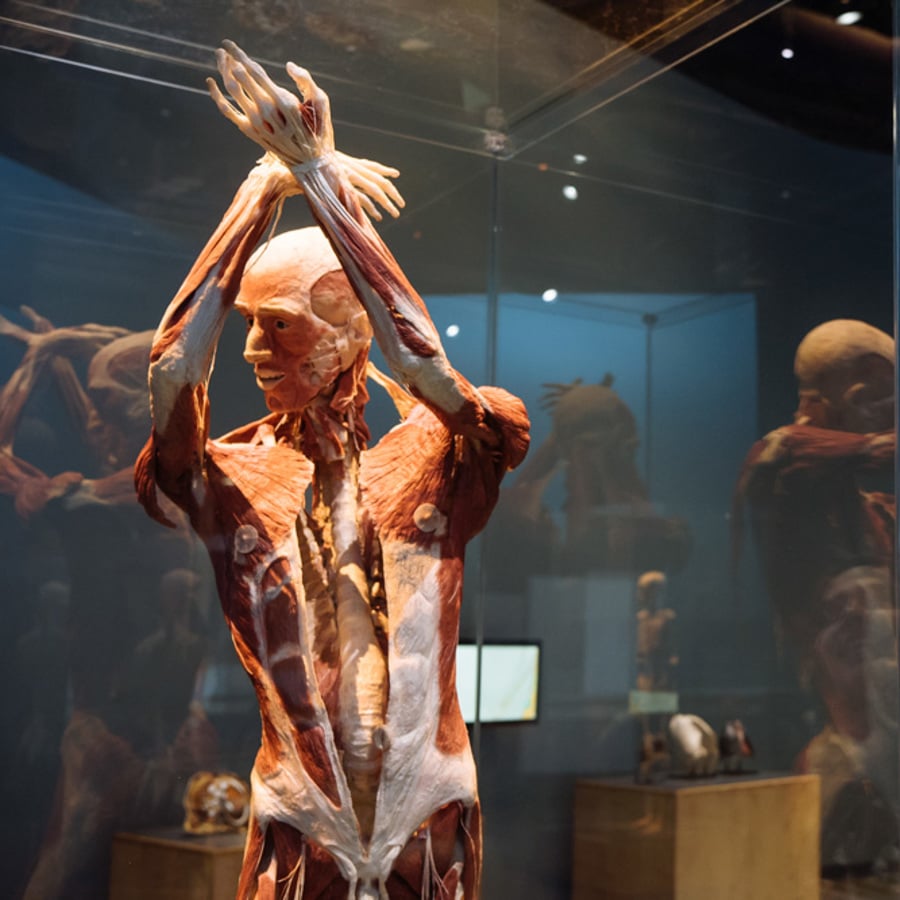 Body Worlds Decoded 1
