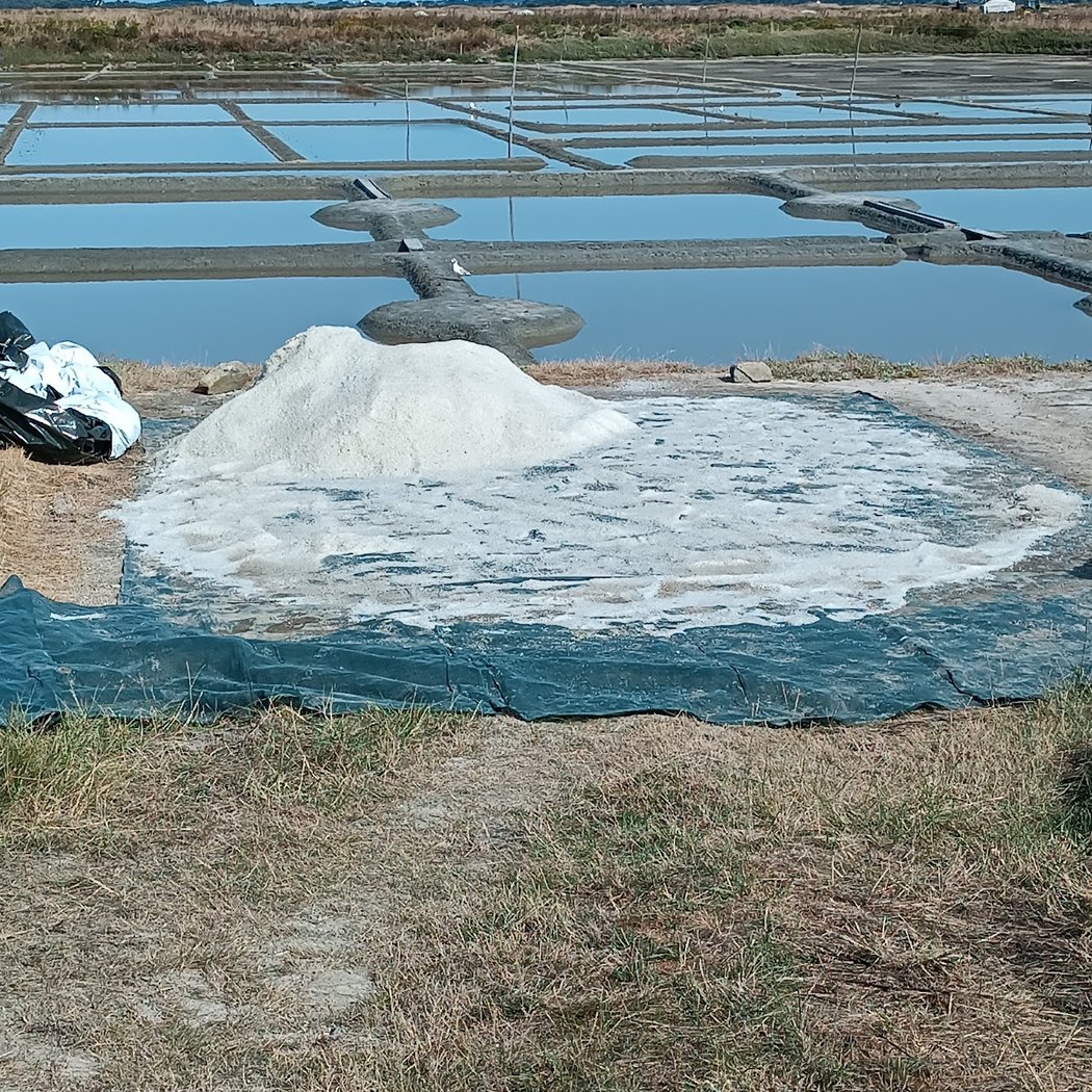 visites de marais salants par Paul Paludier à guérande 2