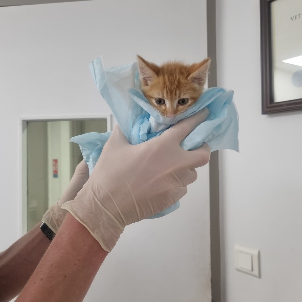 Veterinary Hospital frégis 1