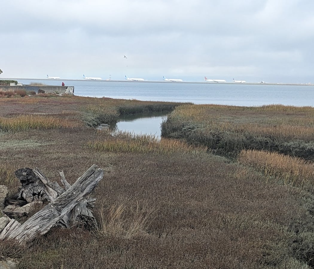 City of Burlingame Shorebird Sanctuary 3