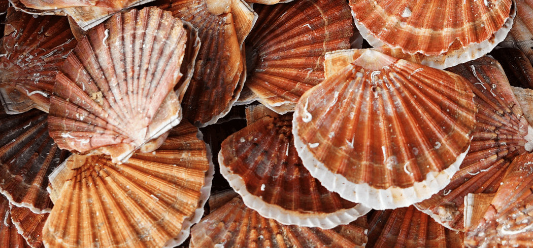 La fête de la coquille 1
