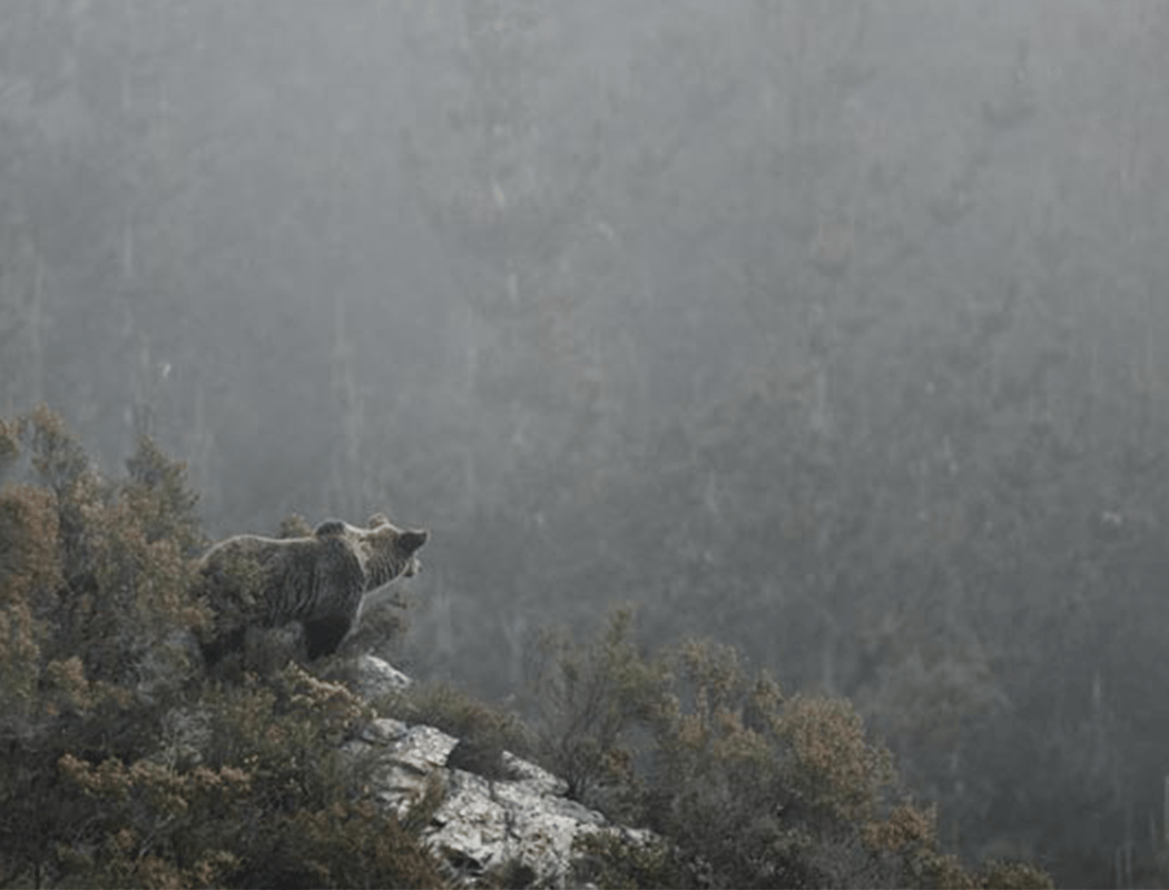 Ours, simplement sauvage