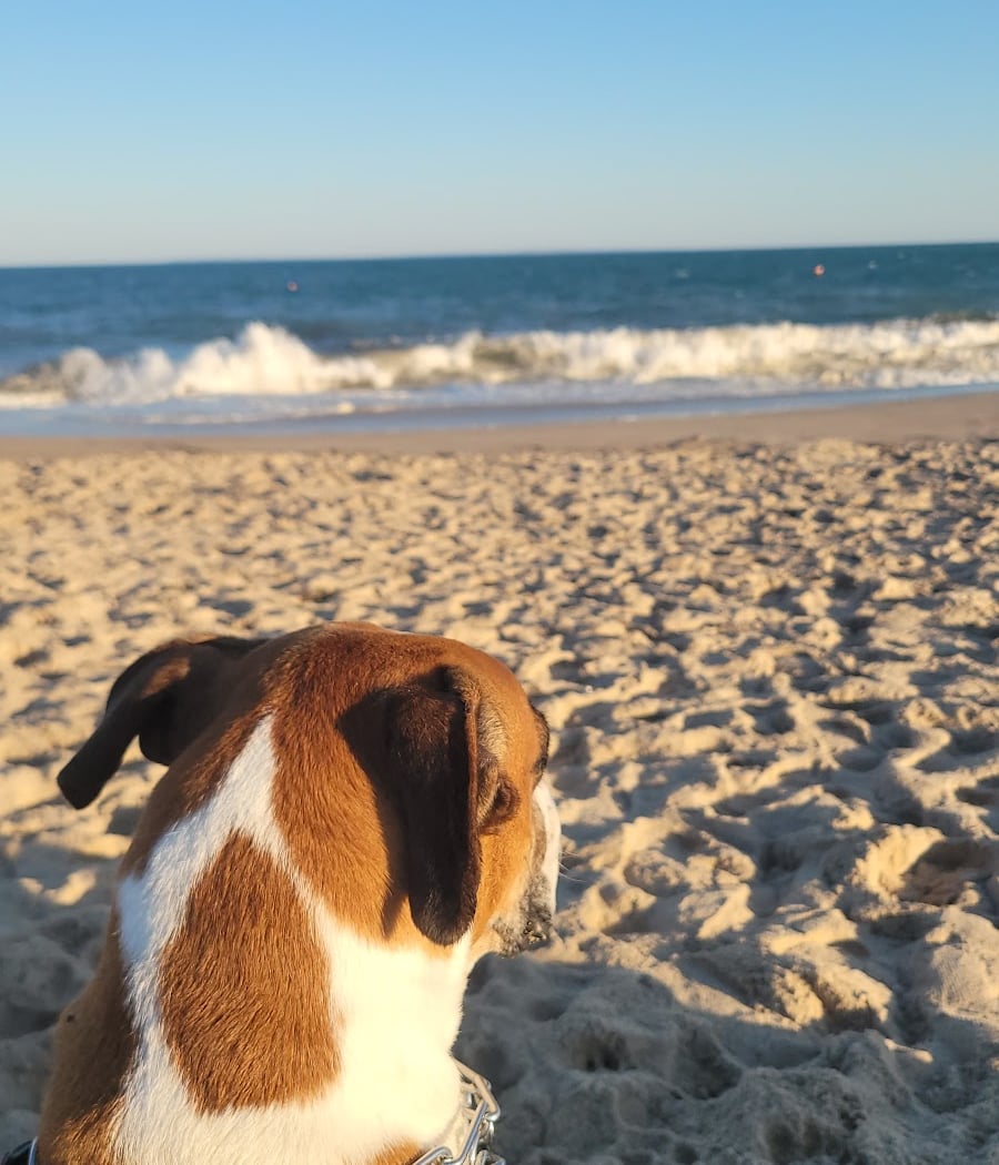 Dog Beach 1