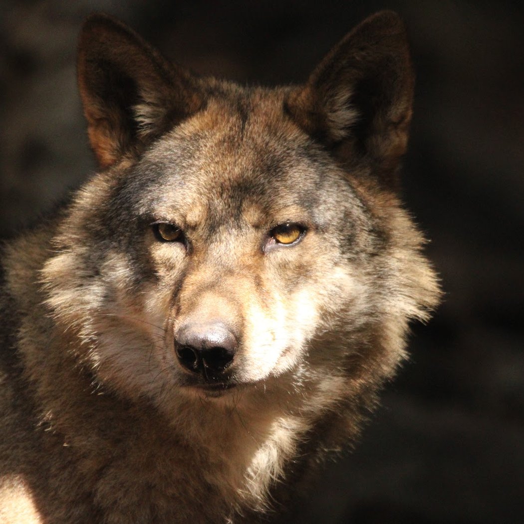 Alpha - Animal Park 1