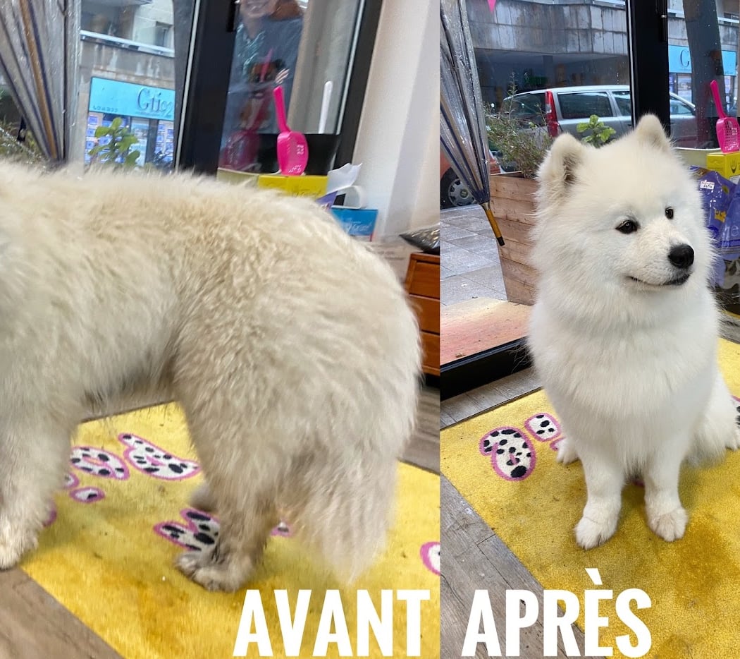 De bon Poil 1