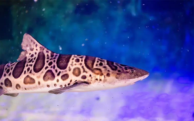 Sharks & Rays 101