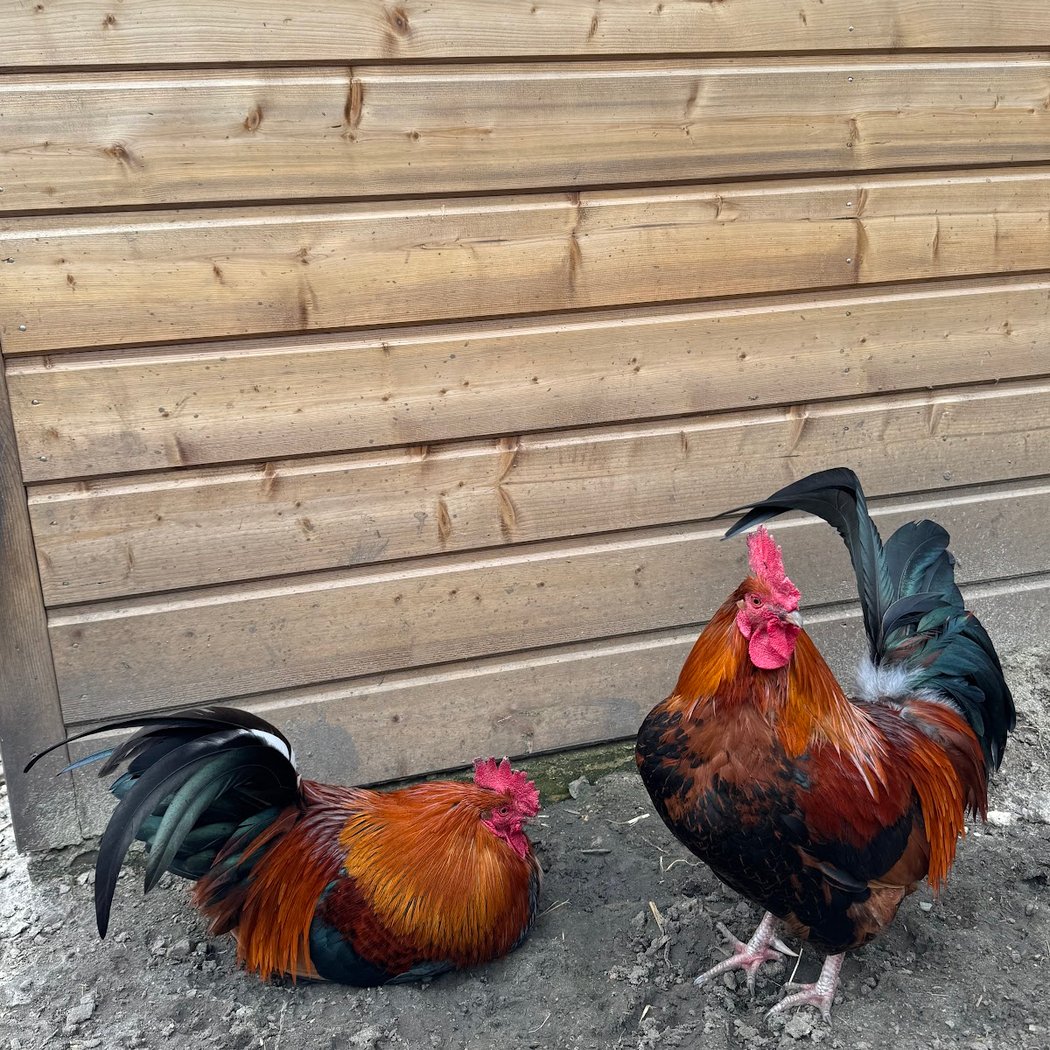 Ferme Cocorico 3