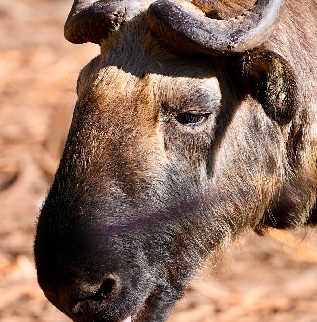 Takin Preserve (National Animal of Bhutan) 1