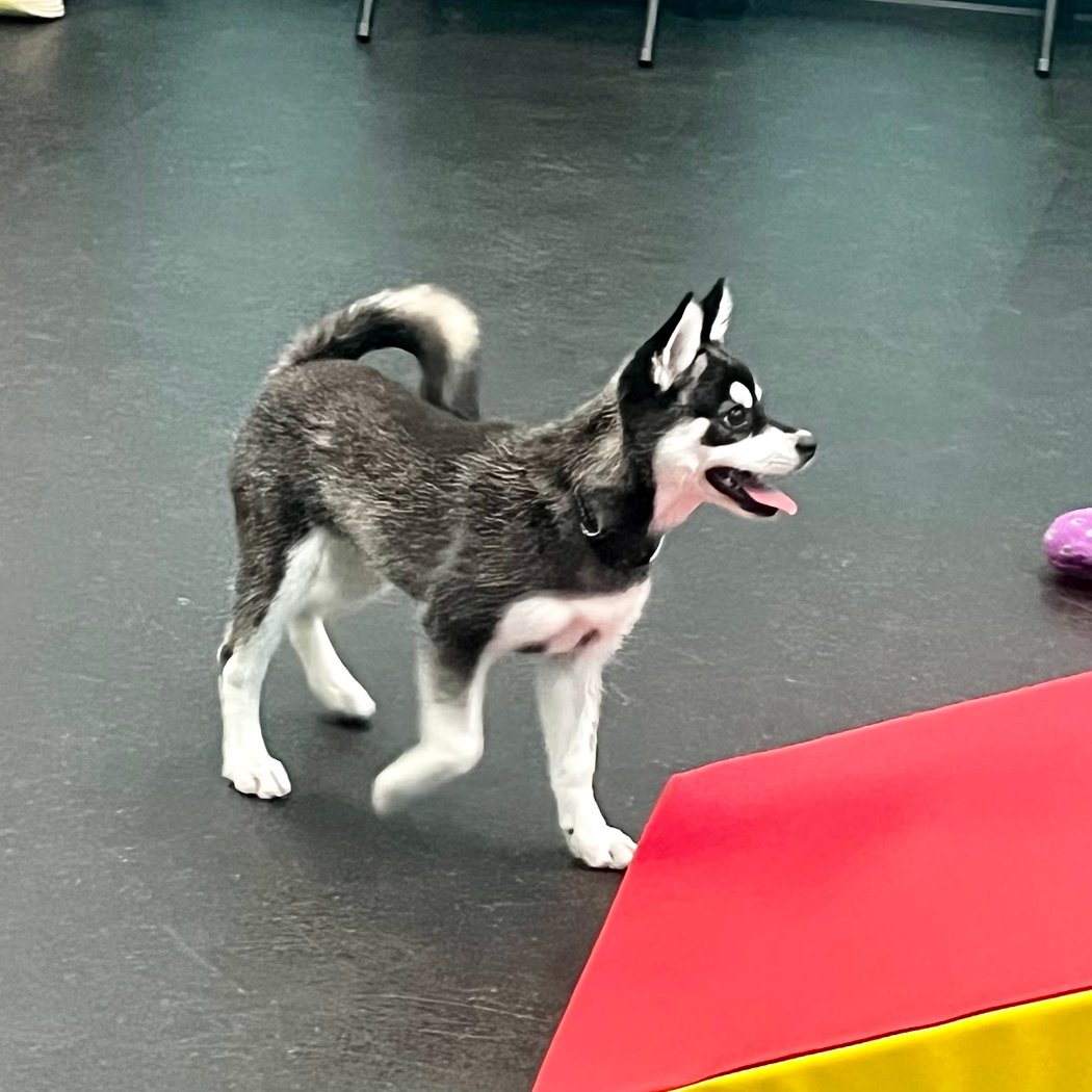 Dogtopia of San Jose 2