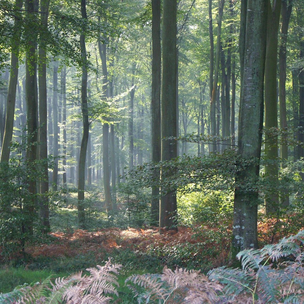 Eawy Forest 3