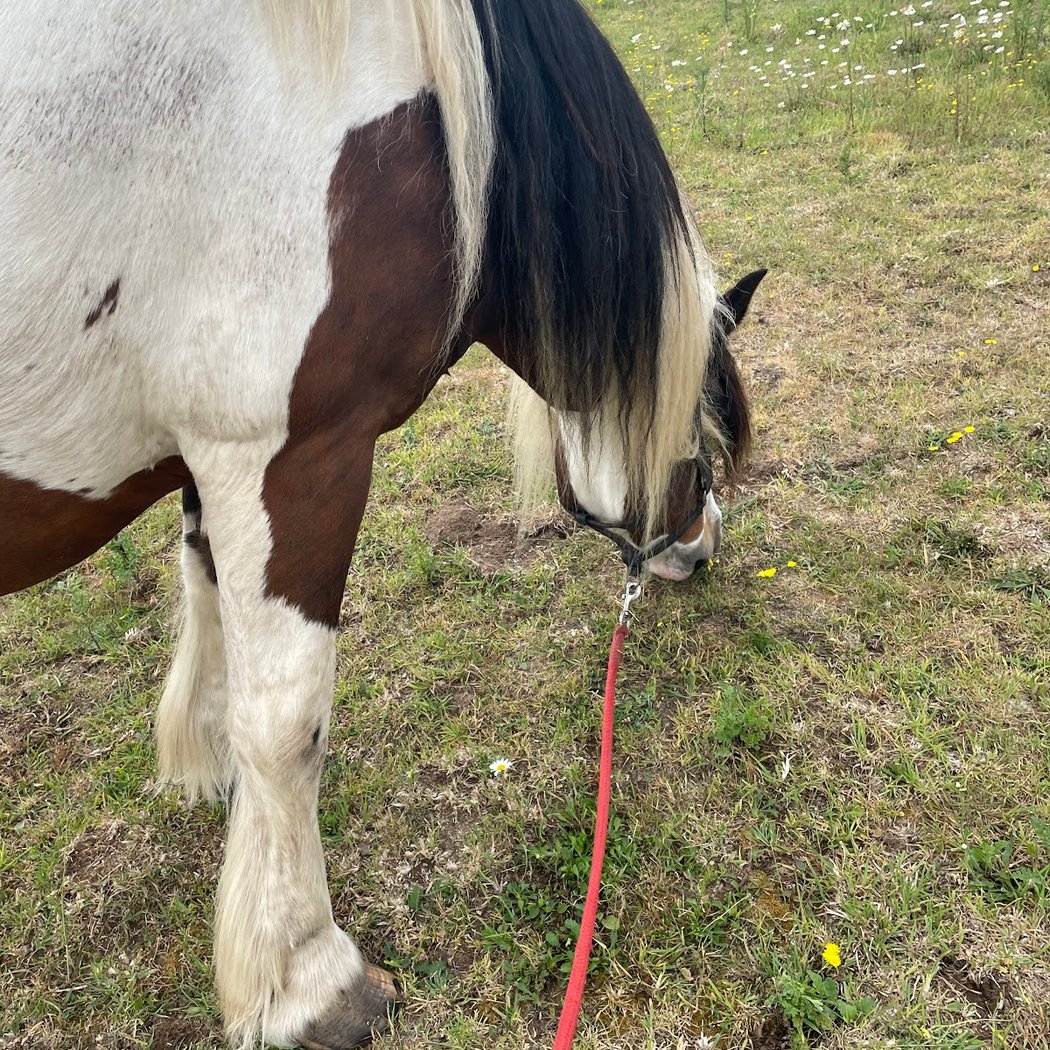 Balade à cheval golfe du morbihan 3