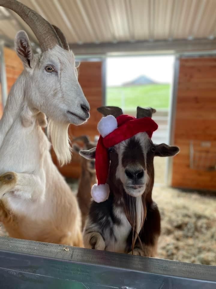 Goatlandia Farm Animal Sanctuary 2