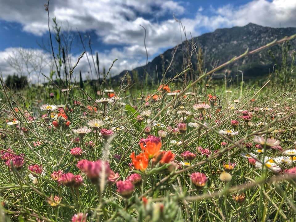 Meadow Nature Walk 2