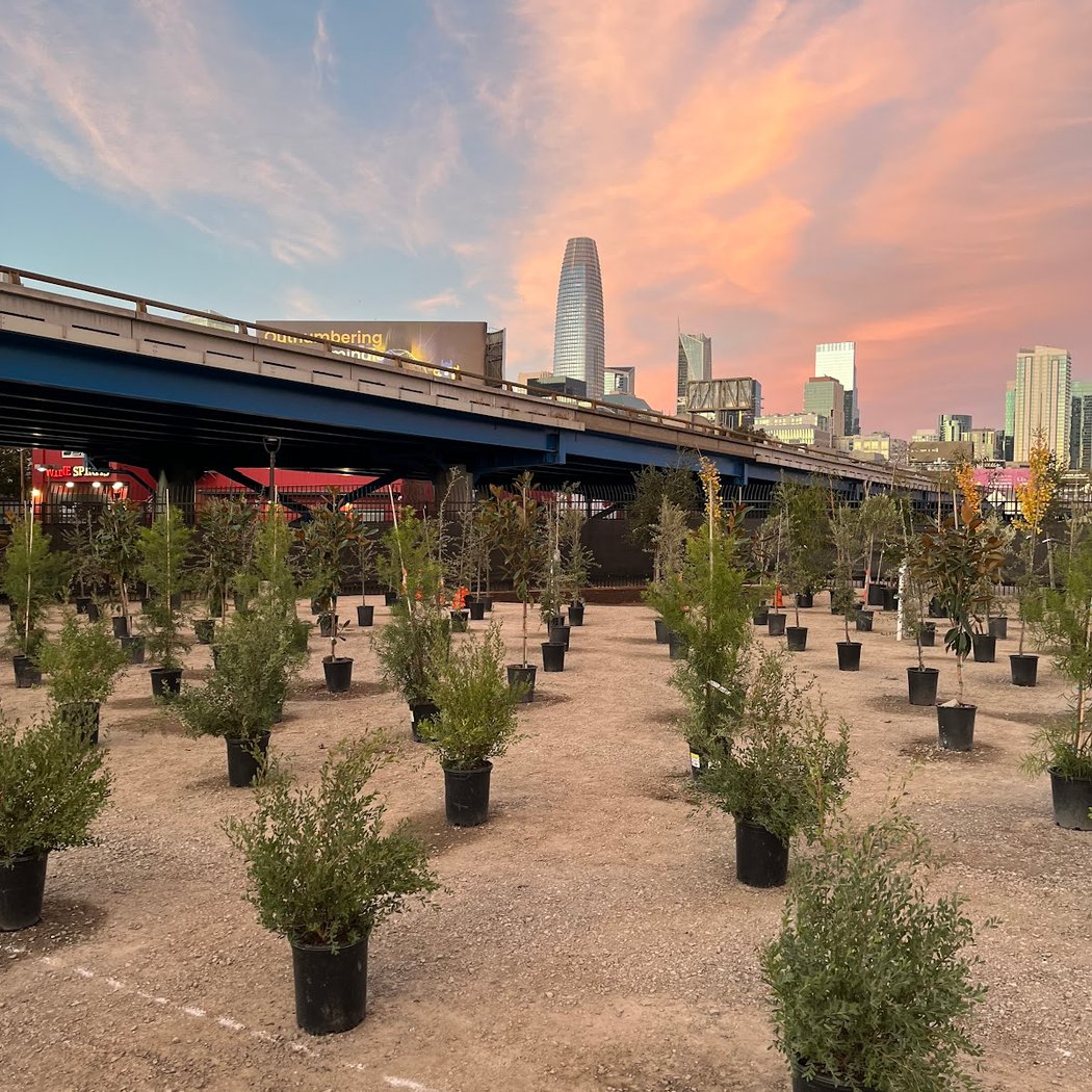 San Francisco Street Tree Nursery 1