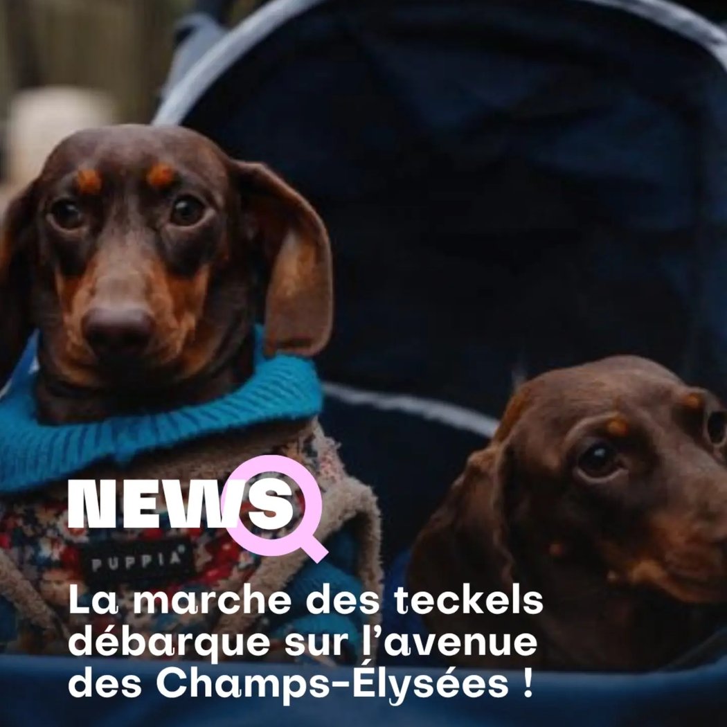 Paris Sausage Walk (Marche des Teckels) 3