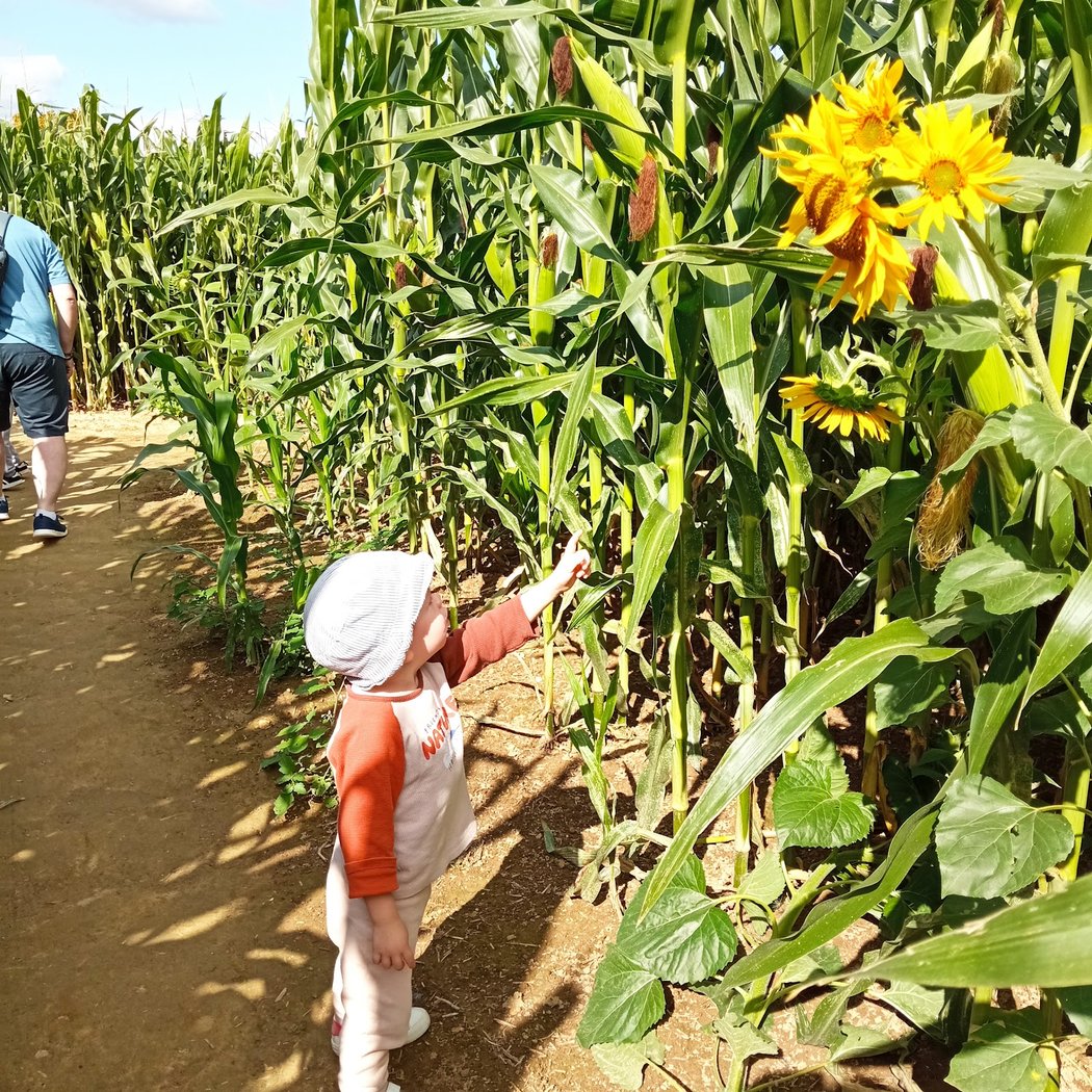 Pop Corn Labyrinthe Val d'Oise - Labyrinthe Géant de Maïs 3