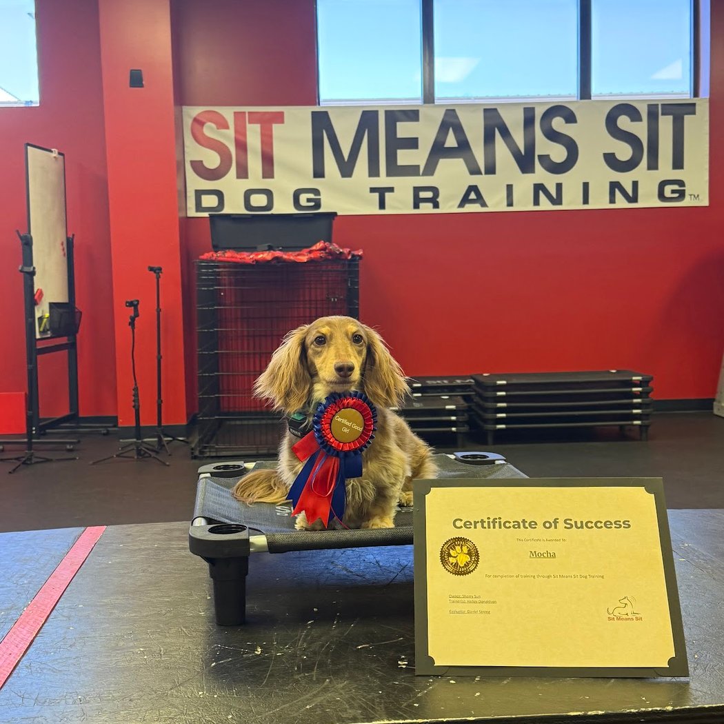 Sit Means Sit Dog Training 3