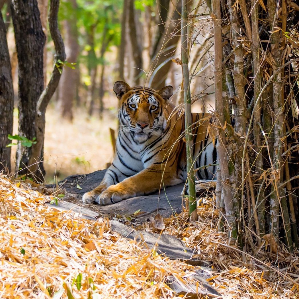 Bannerghatta National Park 3