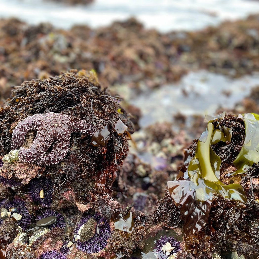 Pillar Point 1
