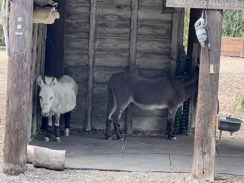 Barron Park Donkeys