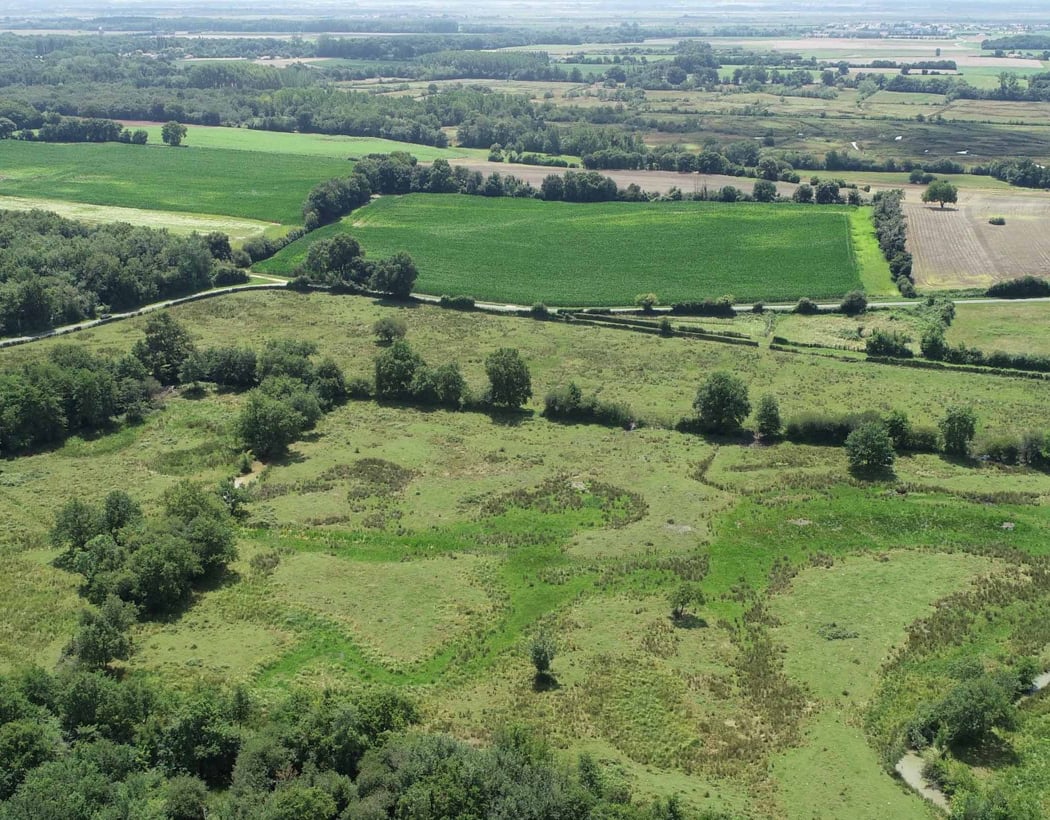 Le petit peuple des herbes folles 2