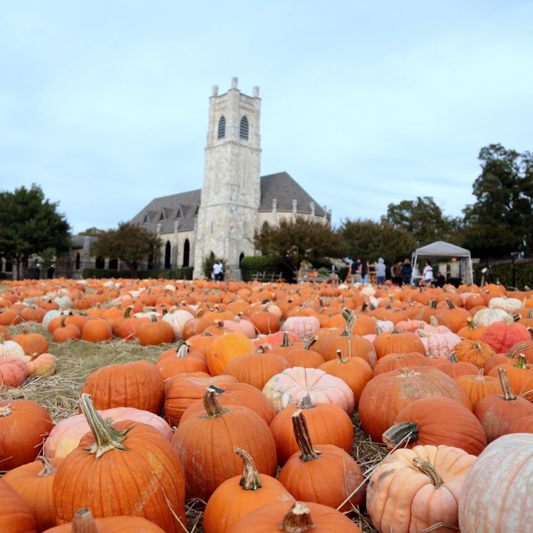 Pumpkin Patch 1