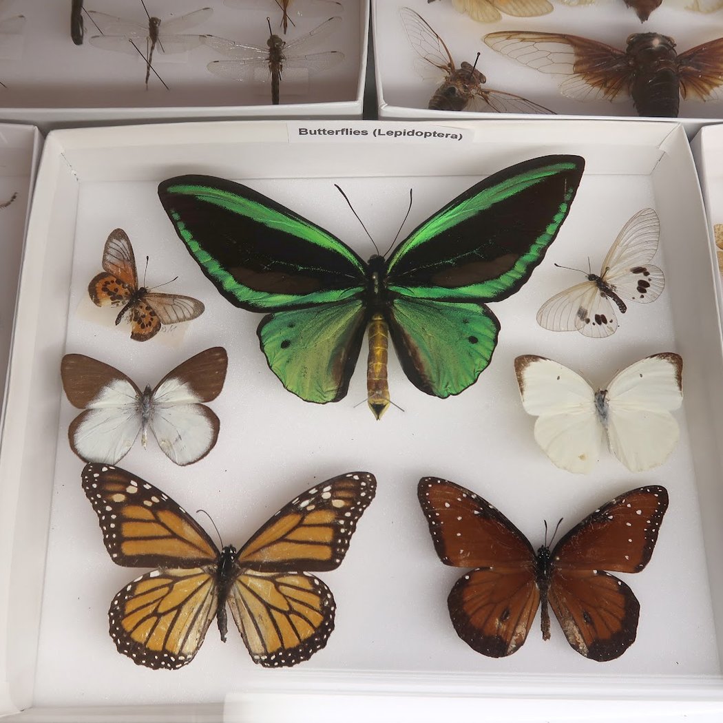 Insectropolis 4