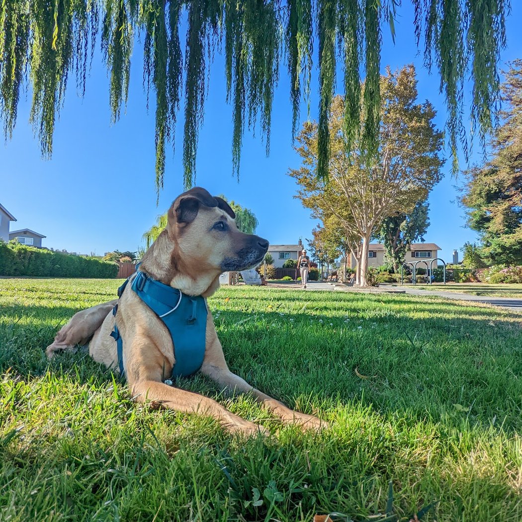 Shad Park 3