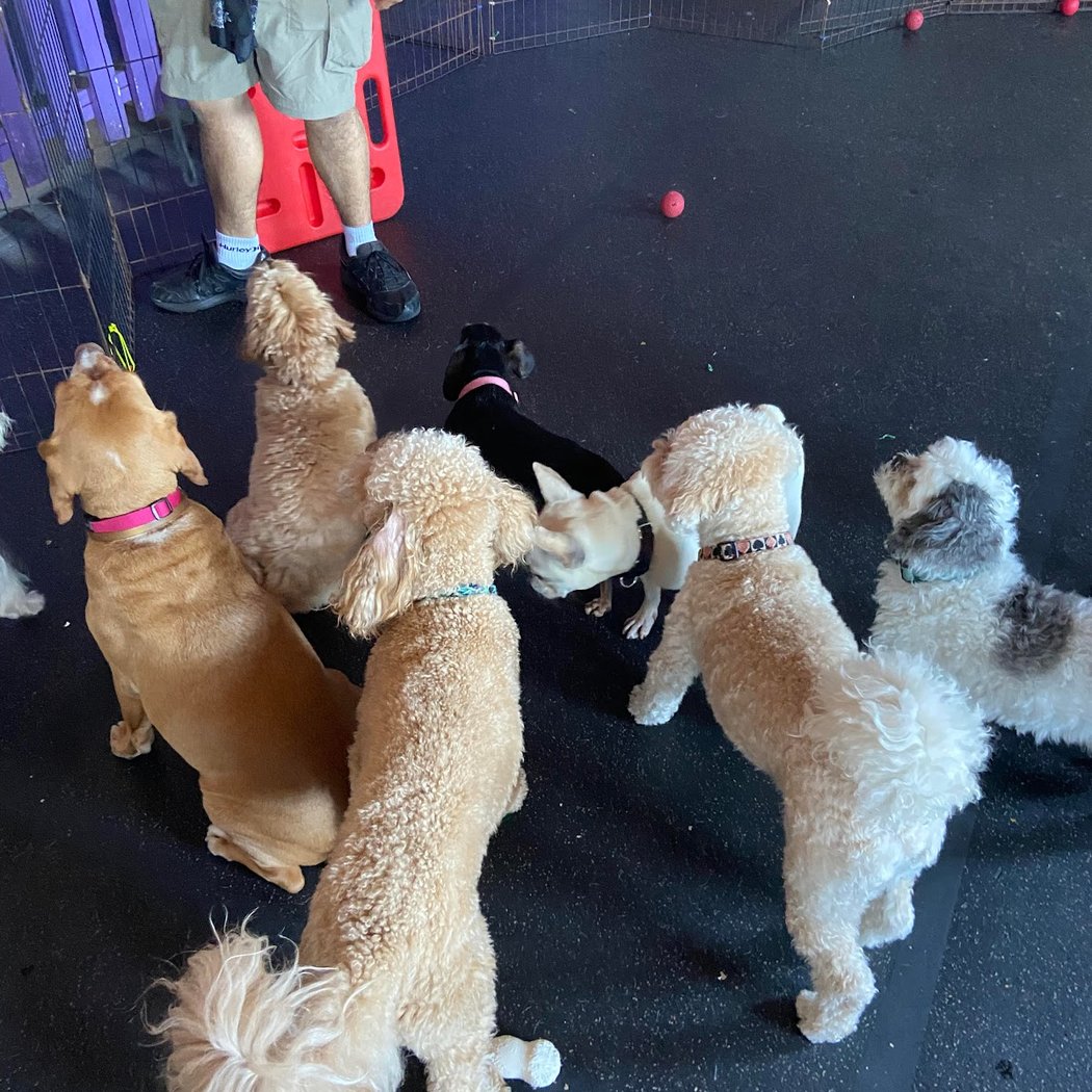We Love Dogs! Daycare 2