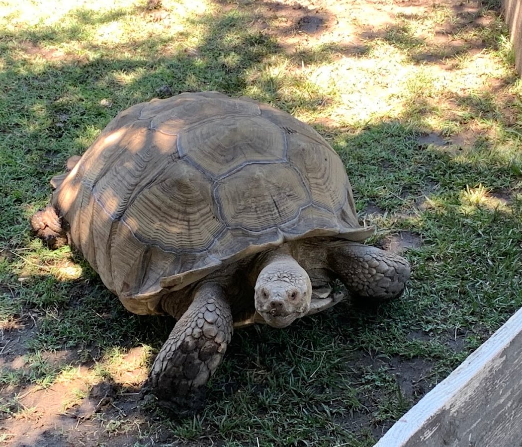 Applegate Park Zoo 1
