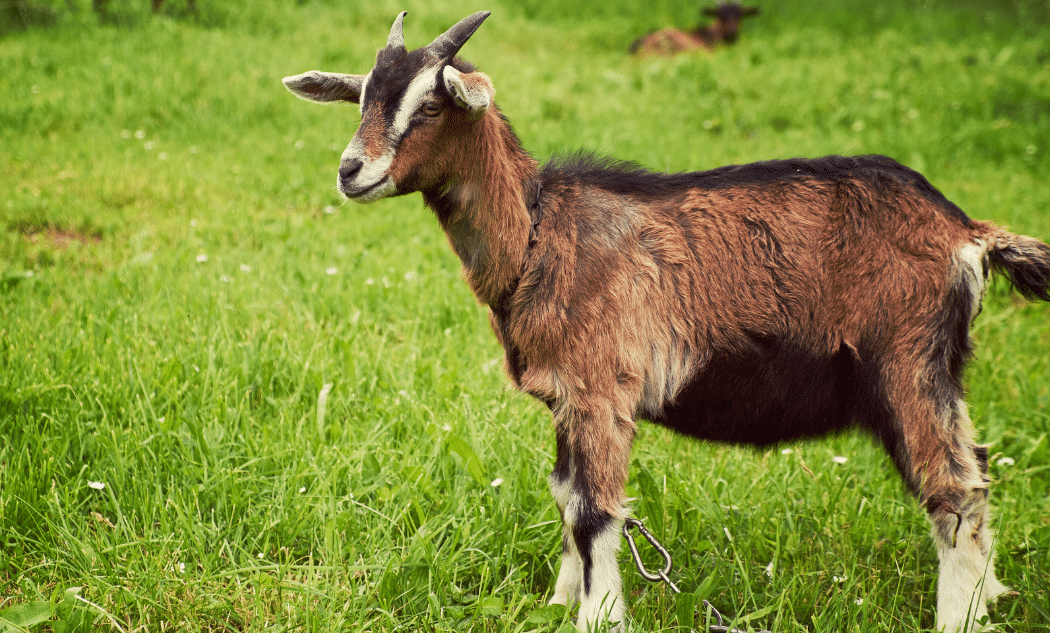 Animal farm of Auriol 2