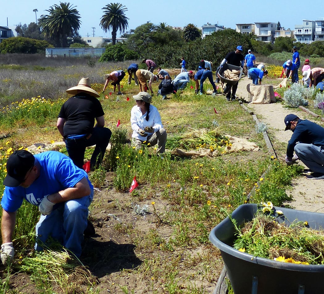 Community Habitat Restoration 1