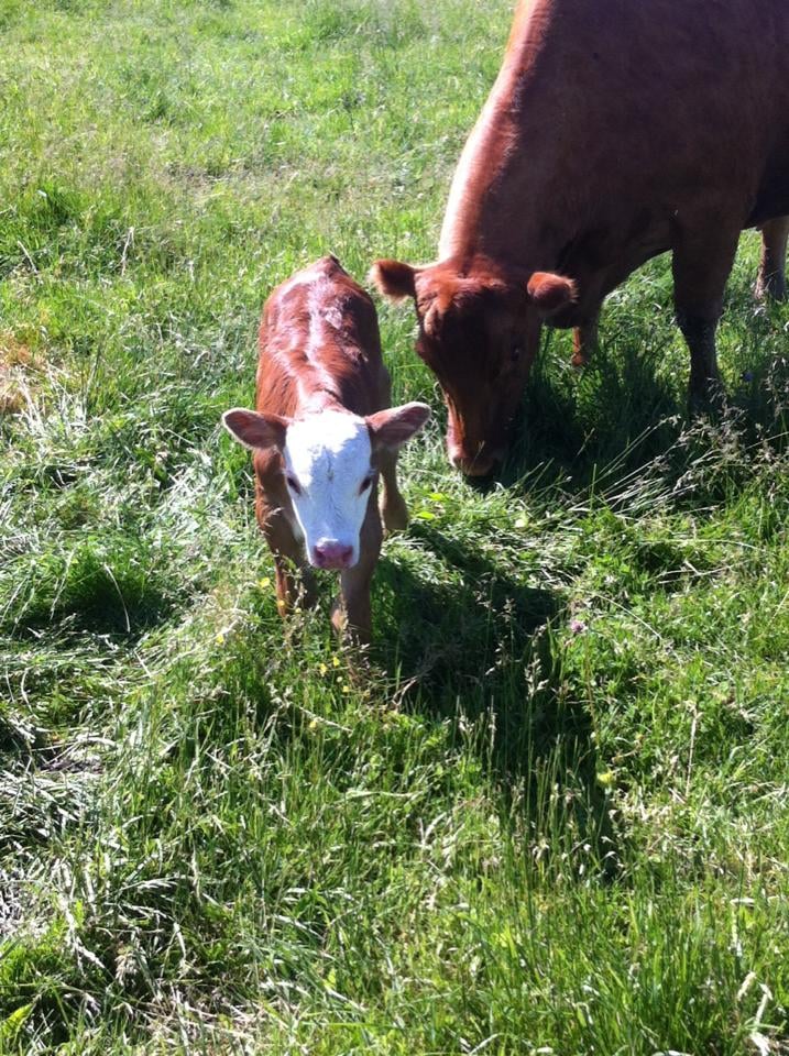 Harris Hill Farm 3