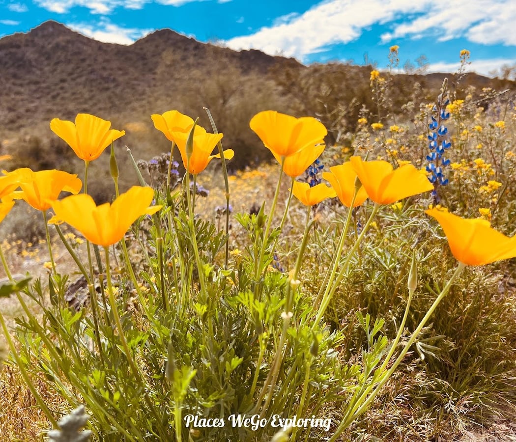 Estrella Mountain Regional Park 2