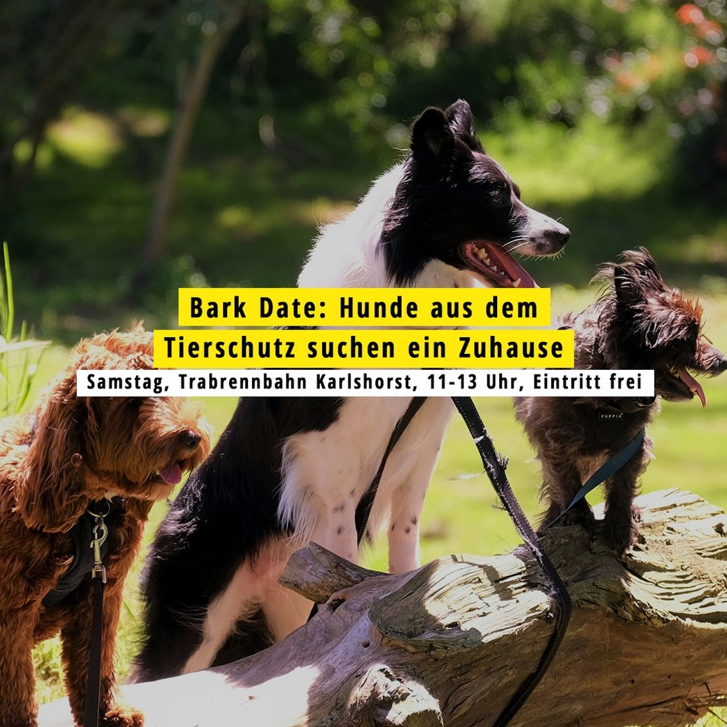 Bark Date: Hunde aus dem Tierschutz suchen ein Zuhause