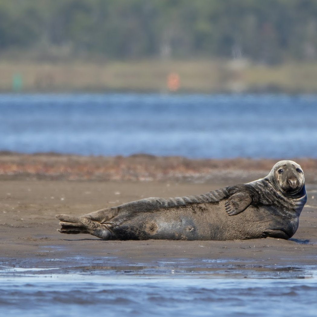 Phoca Tours 1