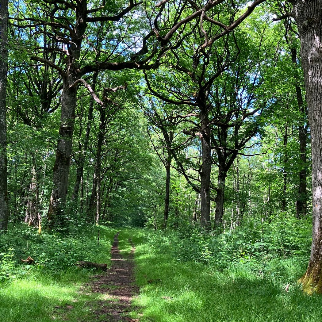 Forêt Domaniale de Rambouillet 3