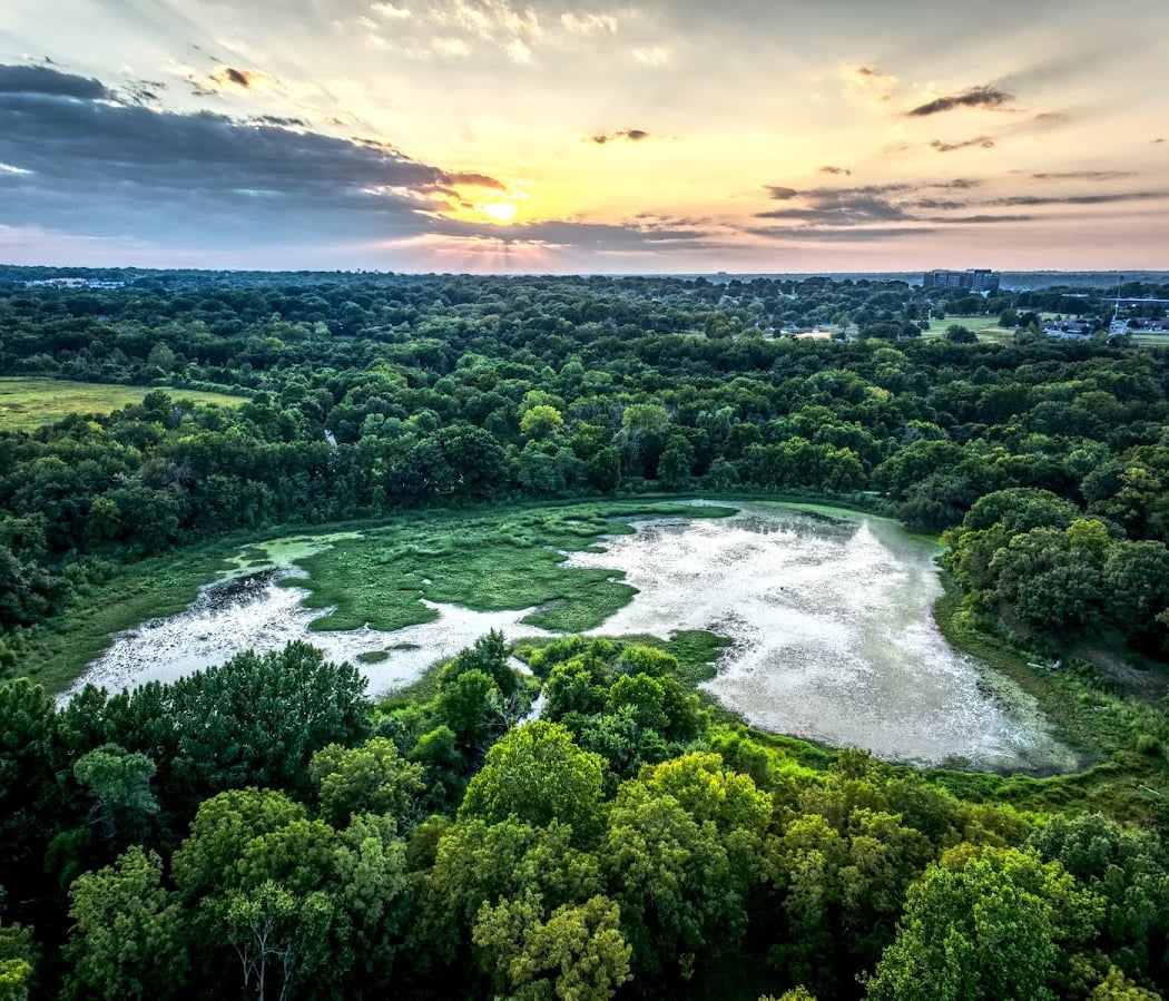 Wild Edibles of the Blue River 3