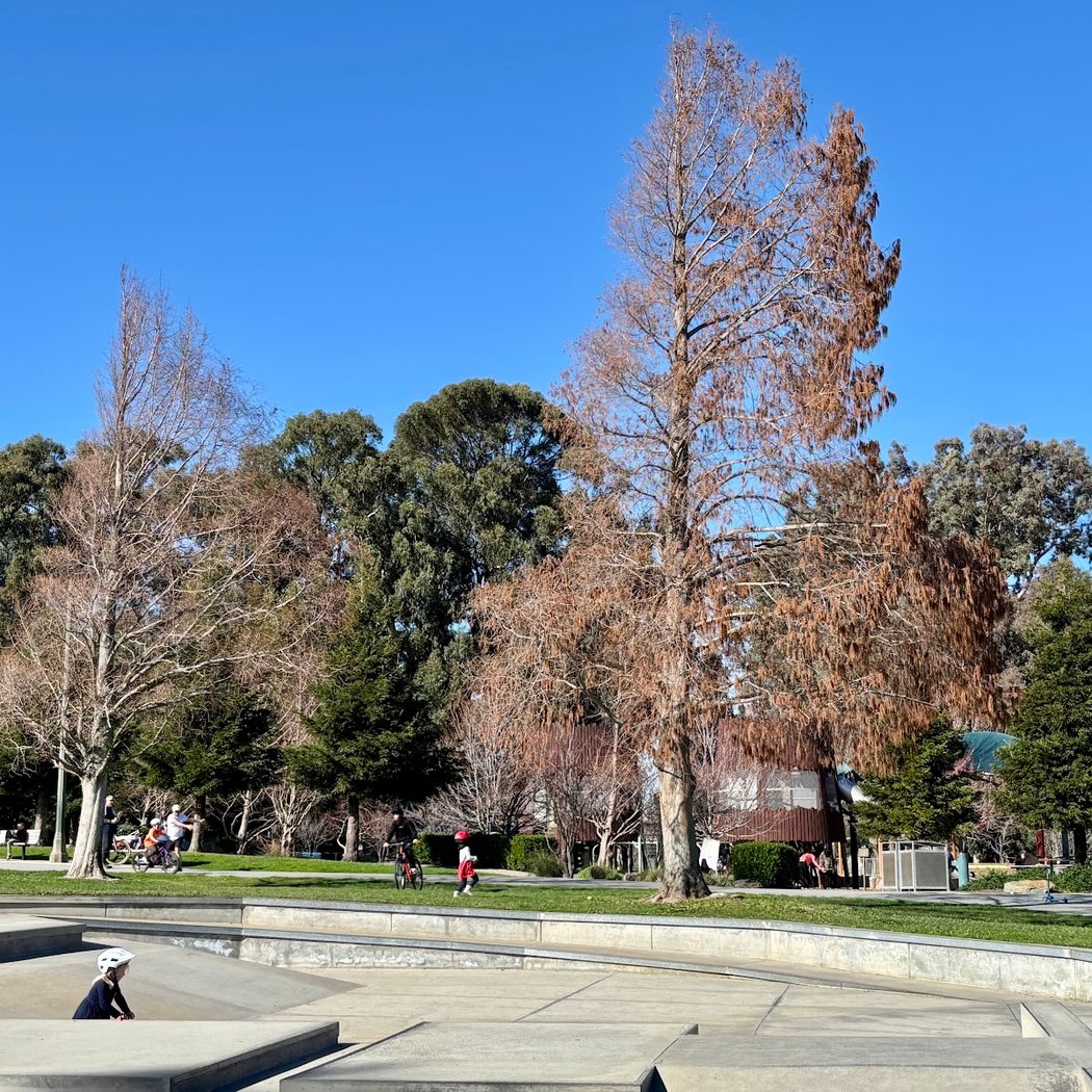Skatepark | Beresford Park 3