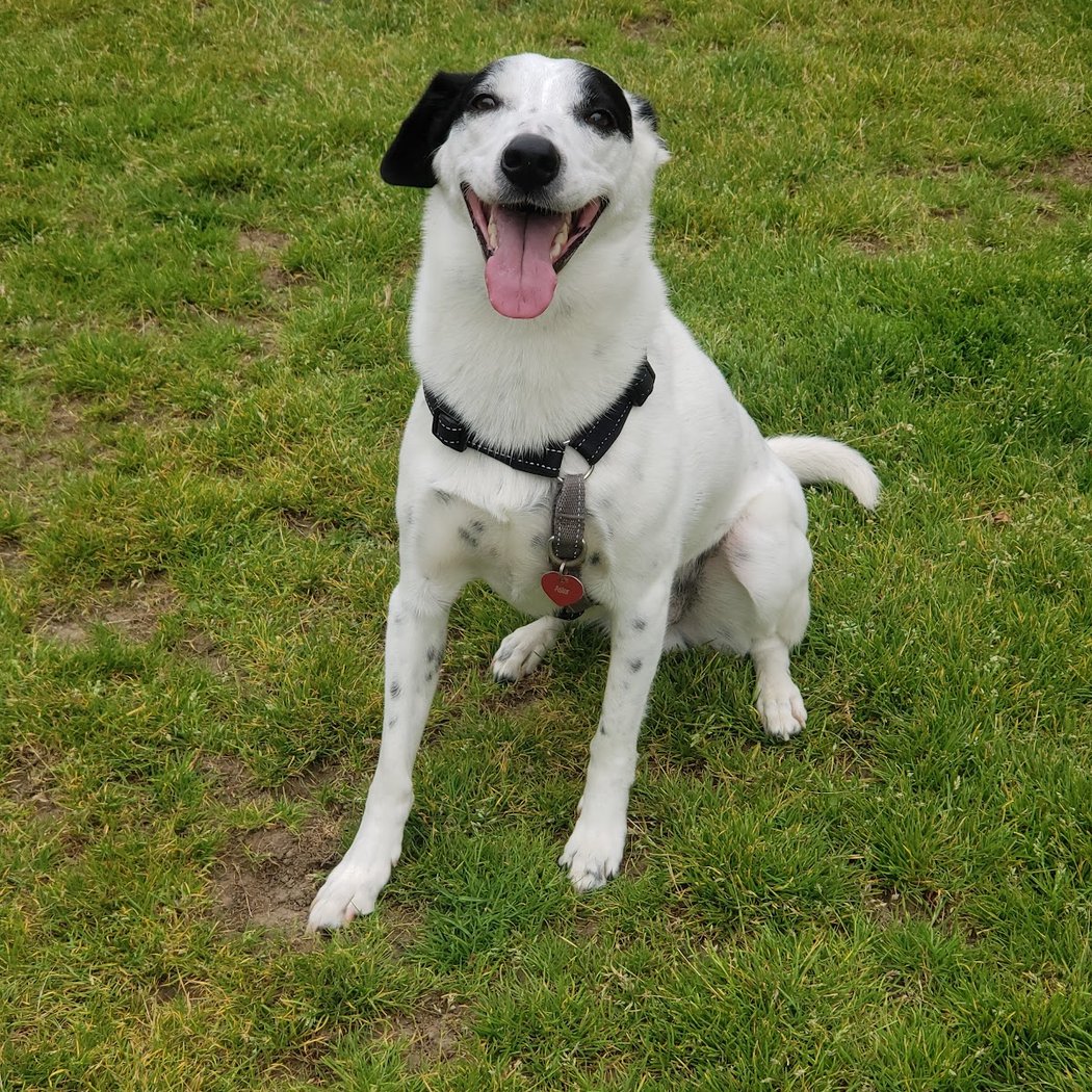 Bark Park 1