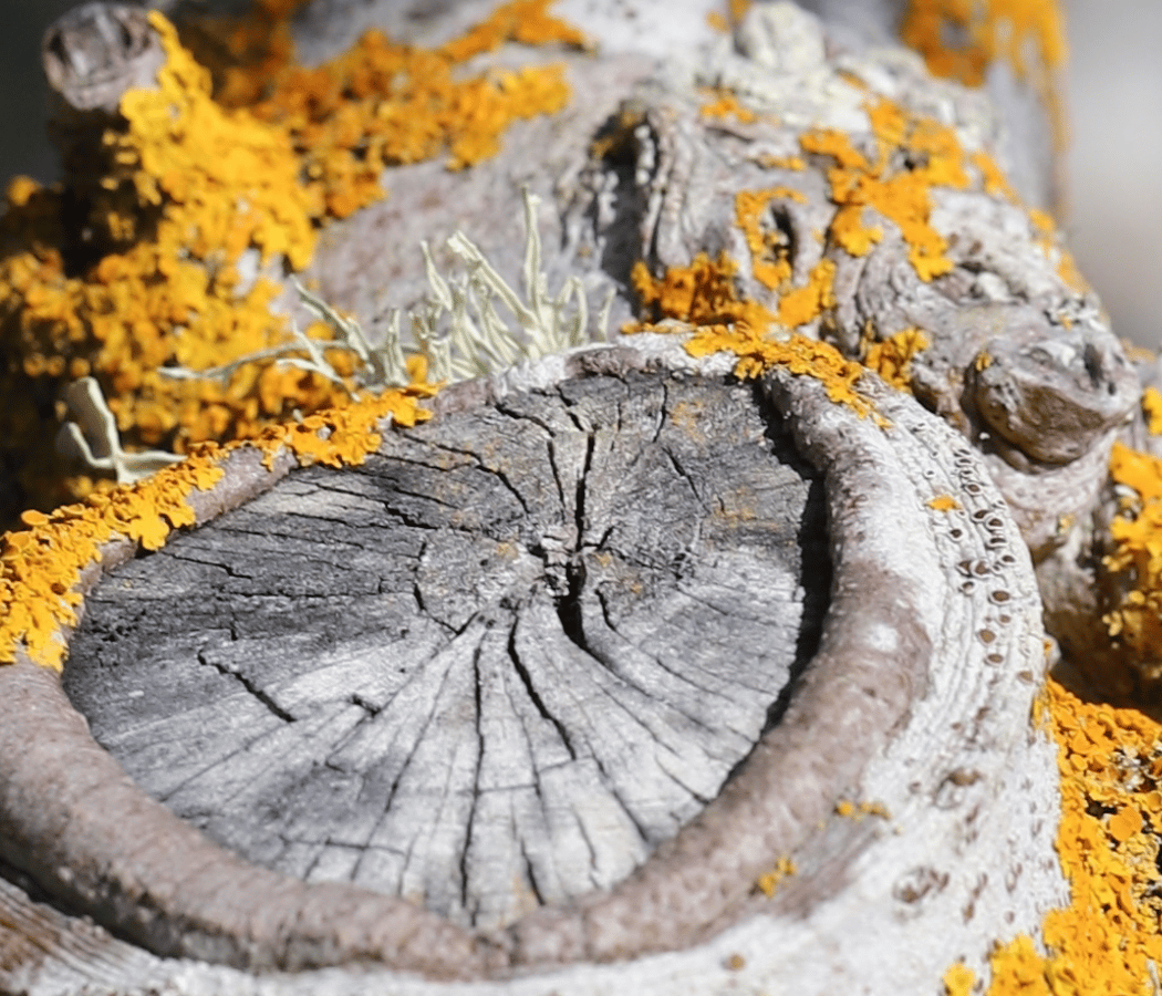 Naturalist Night: Lichens 101 1