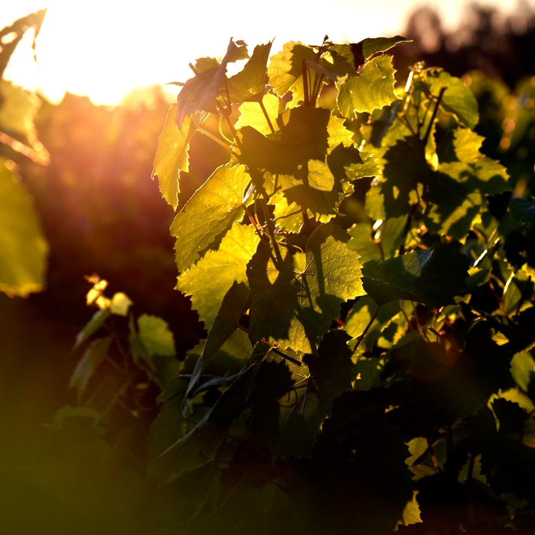 Muscadet - Domaine du Bourgeais 1