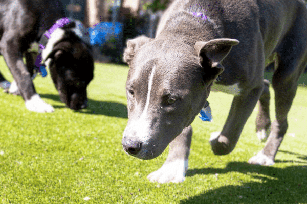Mastering Scentwork: Handler Discrimination & Lost Item Recovery 1