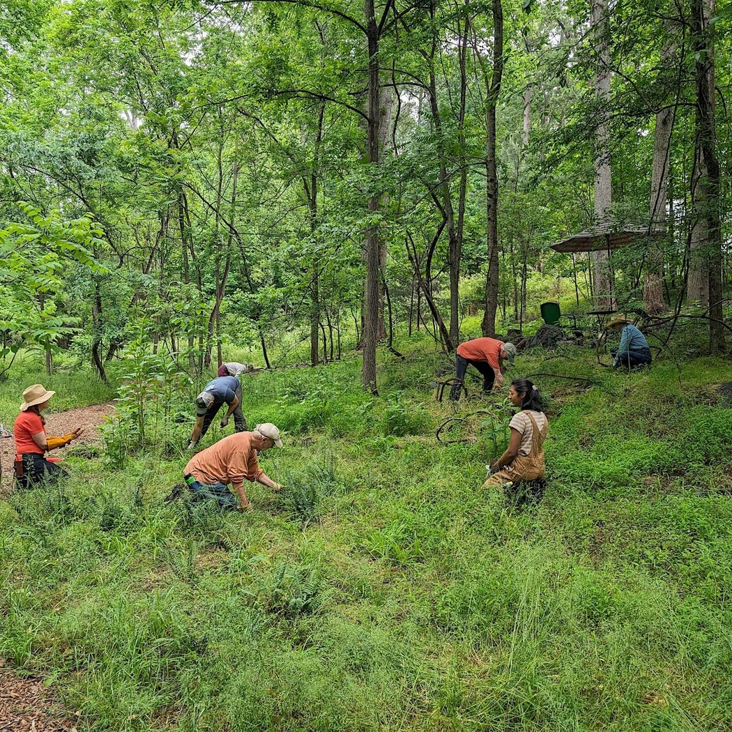 Dunning Read Natural Area Stewardship Workday