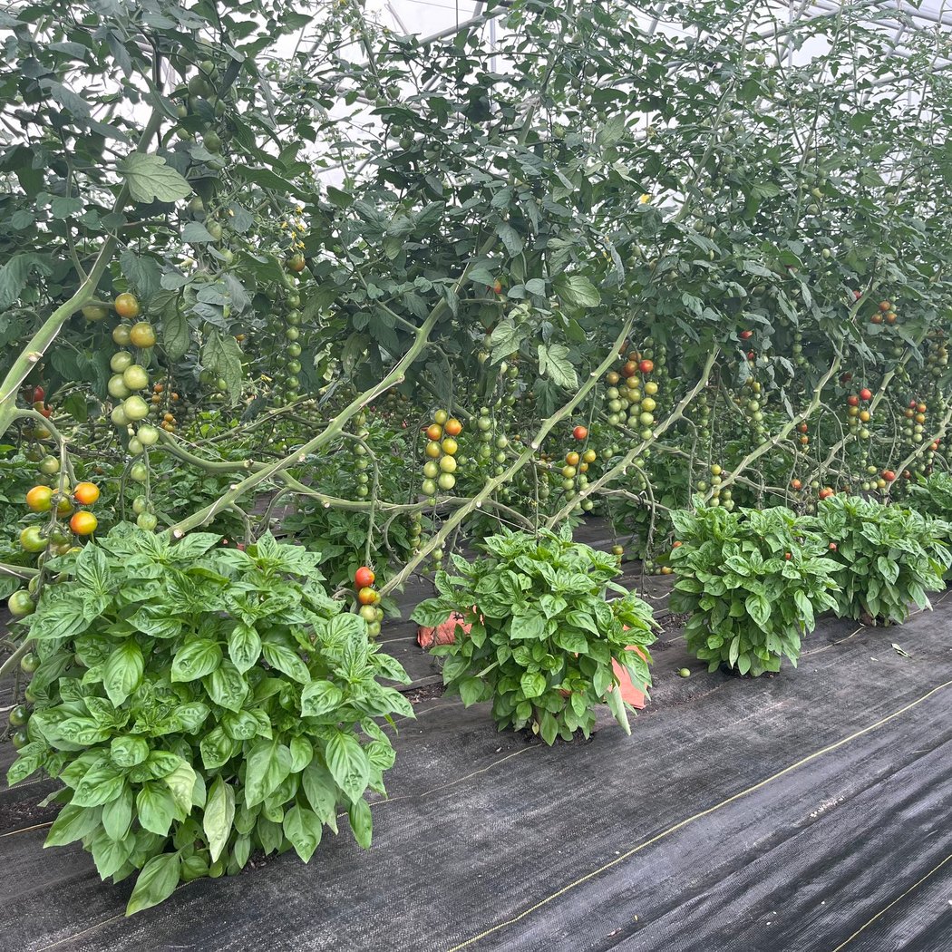 Green Things Farm Collective 4