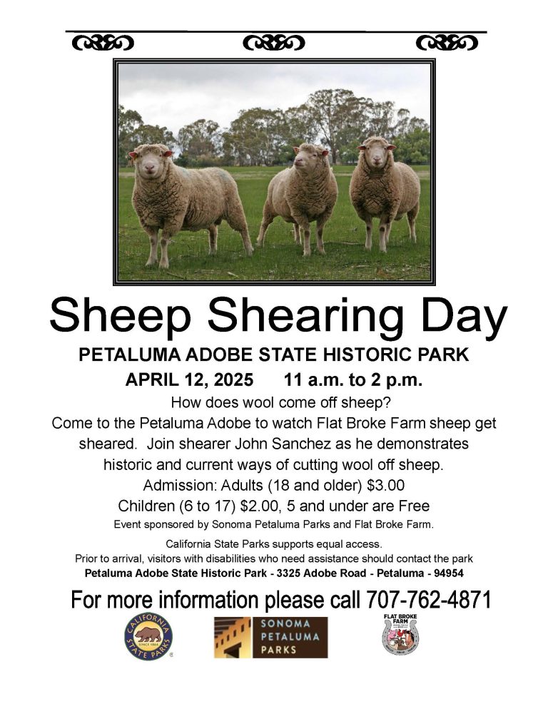 Sheep Shearing Day 1