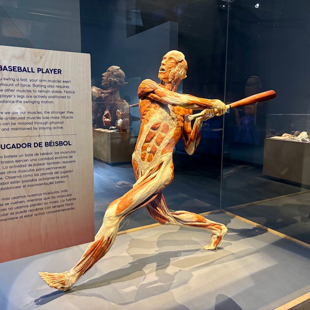 BODY WORLDS Decoded 1