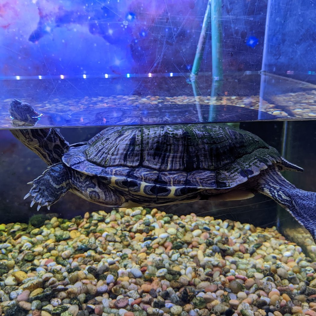Turtle Races 1