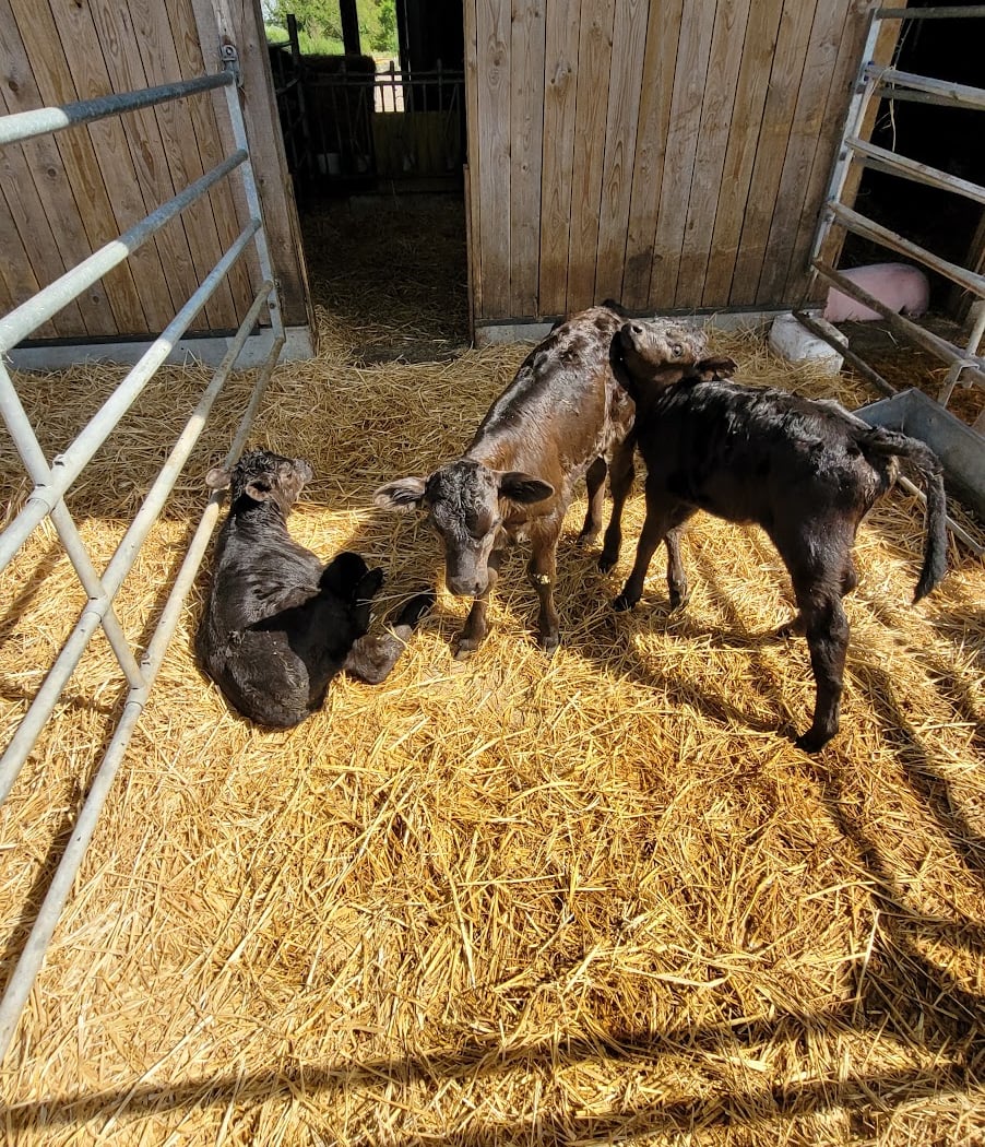 Visites guidées à la Ferme Lait Près verts 1